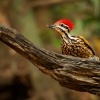 Datel zlatohrbety - Dinopium javanense - Common Flameback o3910
